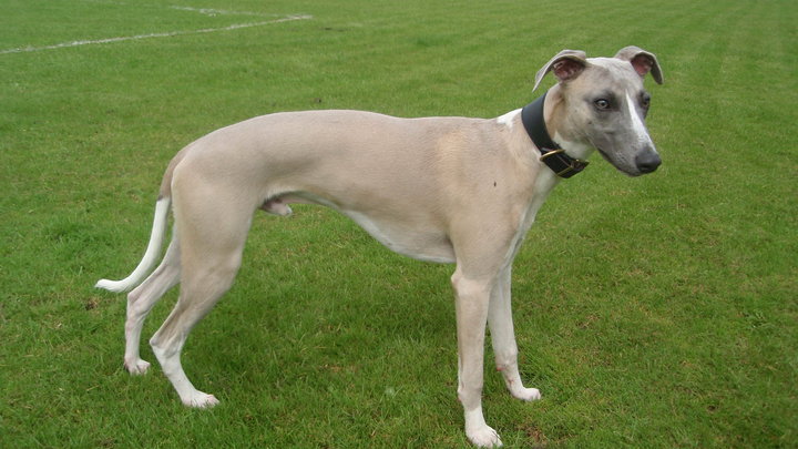 Oakbark whippets best sale